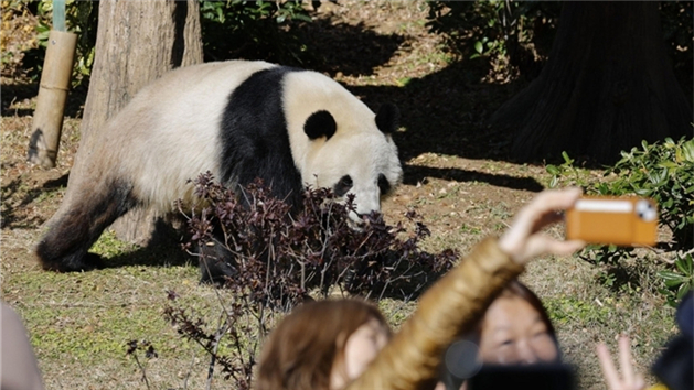 Japoneses fazem fila para se despedir dos últimos pandas-gigantes no país