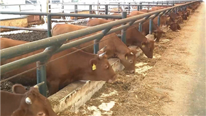 Brasil se torna o maior produtor mundial de carne bovinaO Brasil se tornou o maior produtor mundial de carne bovina, ultrapassando pela primeira vez os Estados Unidos. 