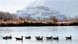 Maior zona úmida urbana do mundo se torna modelo globalFrequentemente chamada de "Pulmões de Lhasa", a zona úmida destaca as conquistas da China na proteção ambiental em grandes altitudes e serve como um modelo global de conservação sustentável.