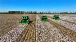 Xinjiang registra produção recorde de algodão em 2025A Região Autônoma Uigur de Xinjiang, no noroeste da China, registrou uma produção recorde de algodão de mais de 6 milhões de toneladas em 2025, segundo dados oficiais da sexta-feira.