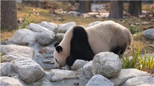 Mais nova base de pandas gigantes da China abre ao público, integrando tecnologia e conservaçãoUma nova base de pandas gigantes, voltada para fortalecer a reprodução, pesquisa e comunicação internacional, foi aberta ao público na segunda-feira em caráter experimental na Província de Sichuan.