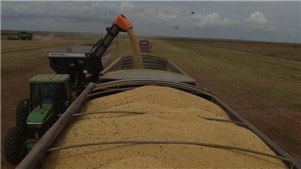 Exportações brasileiras de soja aumentam 11,75% e batem recorde em 2025As exportações brasileiras de soja aumentaram 11,75% em 2025 em comparação com o ano anterior, alcançando um recorde de 108.727.133 toneladas, ante 97.294.790 toneladas exportadas em 2024.