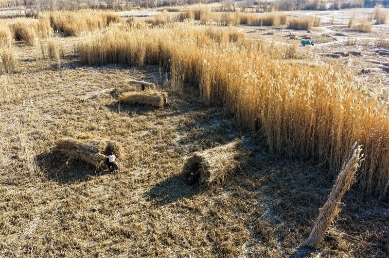Inverno rigoroso não freia avanço do combate à desertificação no Deserto Taklamakan