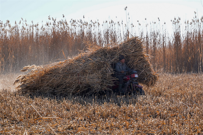 Inverno rigoroso não freia avanço do combate à desertificação no Deserto Taklamakan