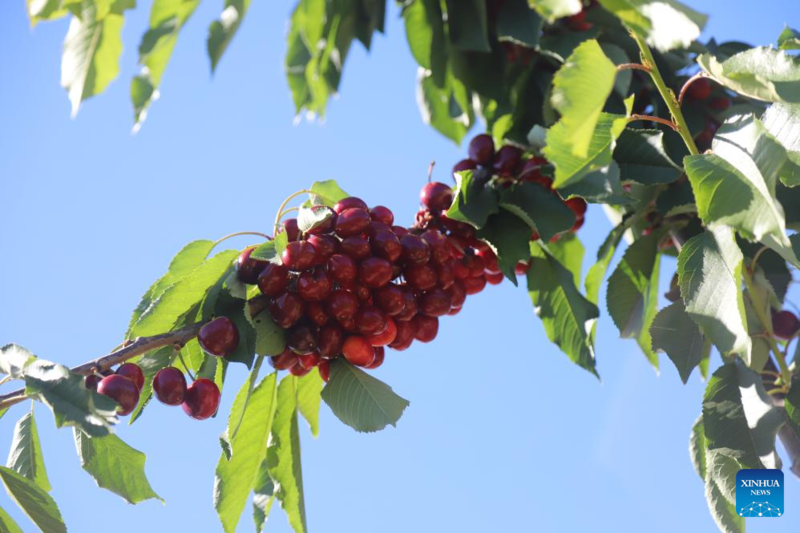 Como as cerejas do Chile aprendem a ignorar o Ano Novo Lunar Chinês