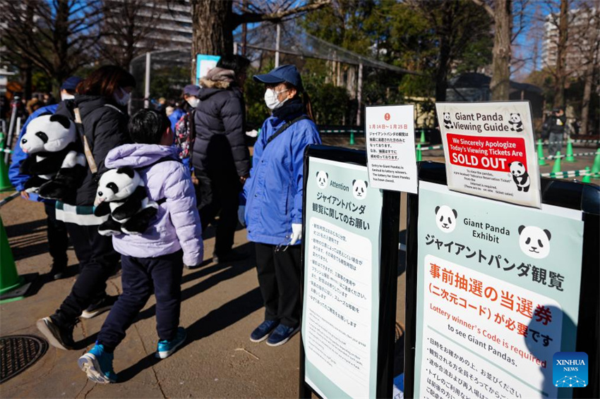 Dois pandas gêmeos restantes do Japão partirão para a China em 27 de janeiro
