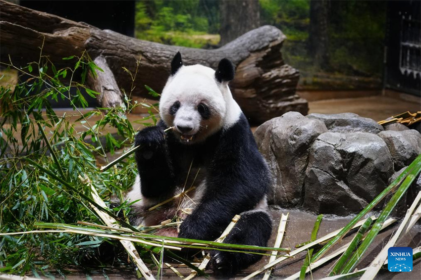 Dois pandas gêmeos restantes do Japão partirão para a China em 27 de janeiro