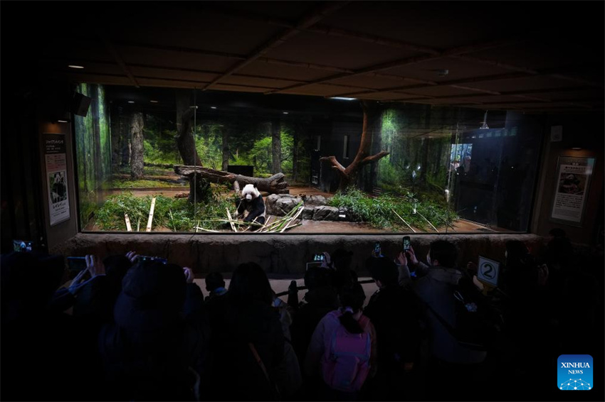 Dois pandas gêmeos restantes do Japão partirão para a China em 27 de janeiro