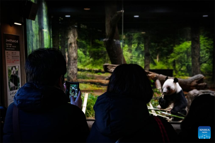 Dois pandas gêmeos restantes do Japão partirão para a China em 27 de janeiro