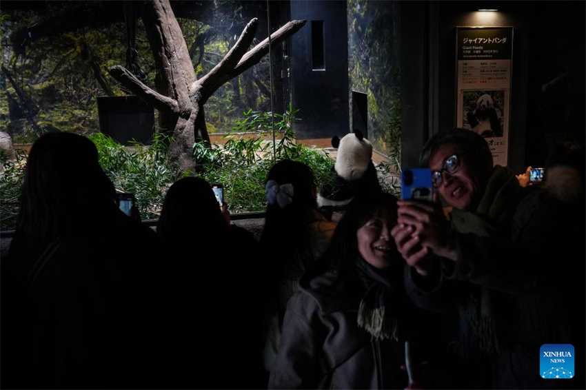 Dois pandas gêmeos restantes do Japão partirão para a China em 27 de janeiro