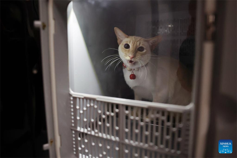 China amplia serviços de transporte de animais de estimação em trens de alta velocidade para viagens do Festival da Primavera