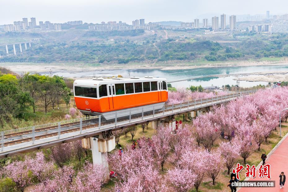 Galeria: funicular turístico cruza área repleta de flores na chegada da primavera em Chongqing