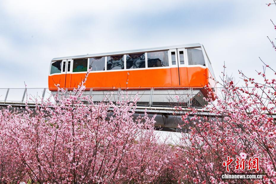 Galeria: funicular turístico cruza área repleta de flores na chegada da primavera em Chongqing