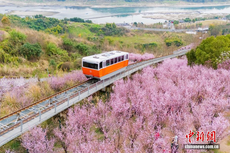 Galeria: funicular turístico cruza área repleta de flores na chegada da primavera em Chongqing