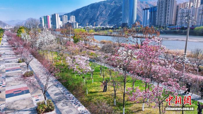 Galeria: parques de Longnan atravessam período de floração plena da primavera