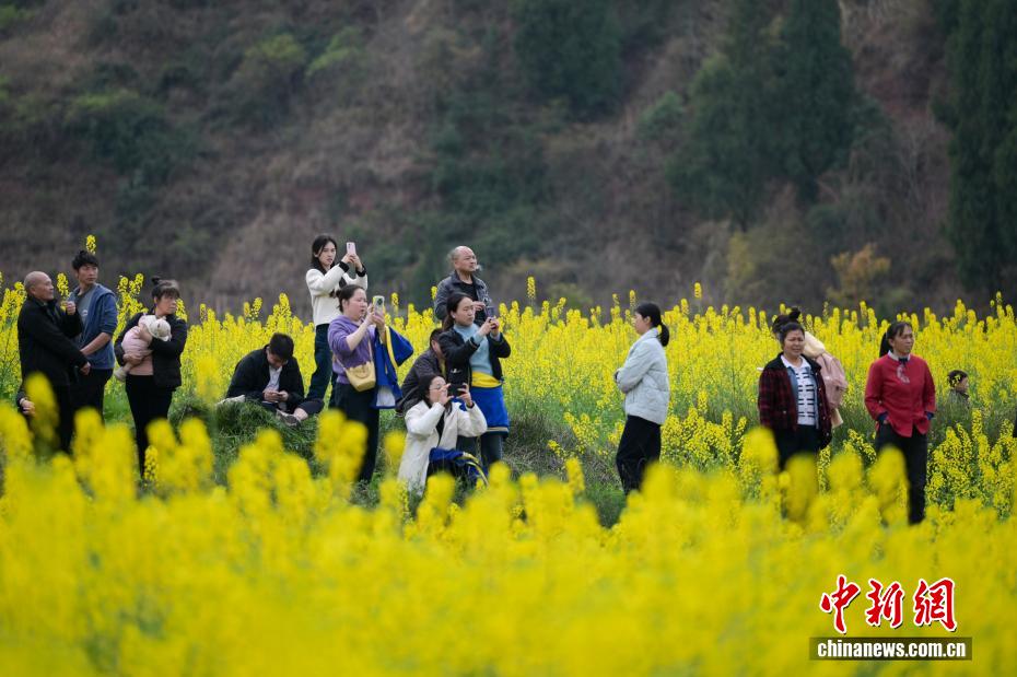 Campos de colza florescem, atraindo visitantes na província de Sichuan