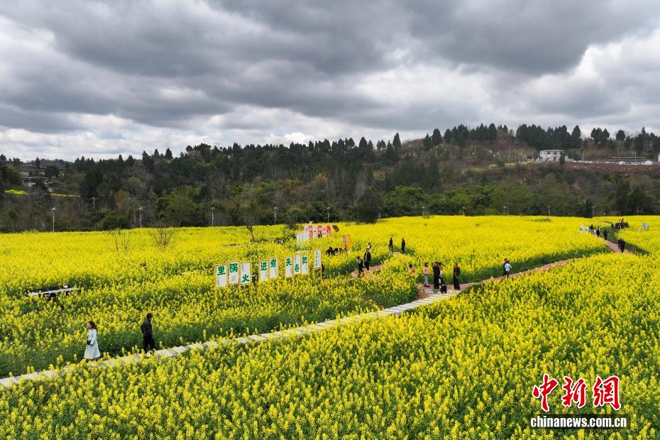 Campos de colza florescem, atraindo visitantes na província de Sichuan