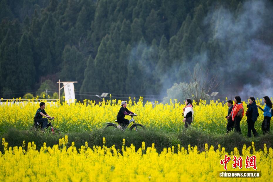 Campos de colza florescem, atraindo visitantes na província de Sichuan
