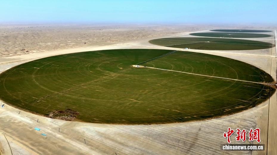 Deserto de Xinjiang se transforma em 'oásis verde' com agricultura eficiente