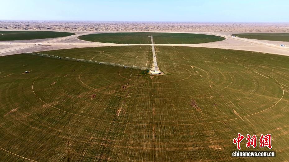 Deserto de Xinjiang se transforma em 'oásis verde' com agricultura eficiente
