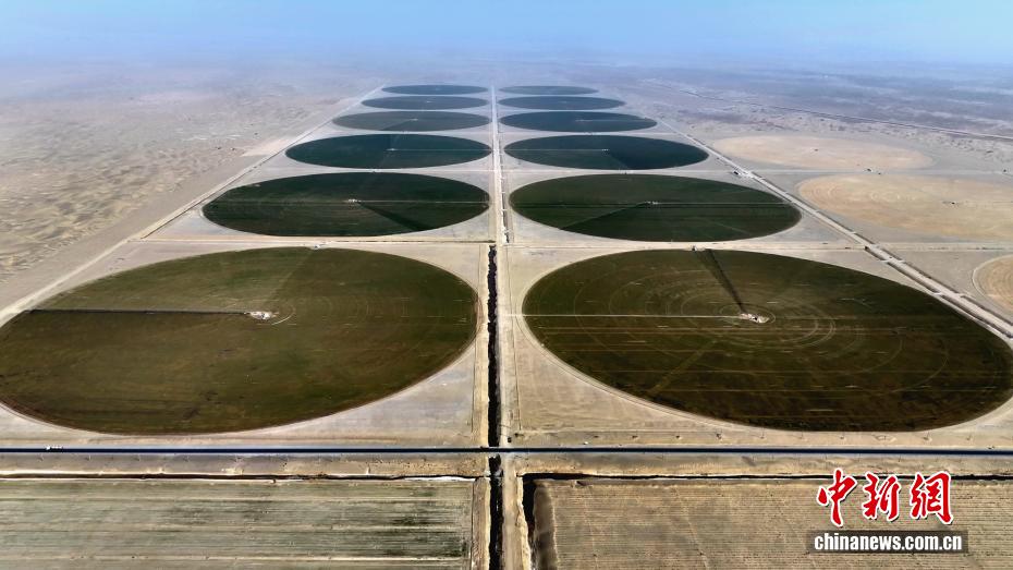 Deserto de Xinjiang se transforma em 'oásis verde' com agricultura eficiente