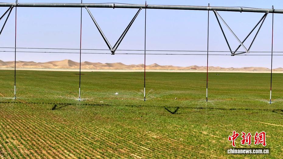 Deserto de Xinjiang se transforma em 'oásis verde' com agricultura eficiente