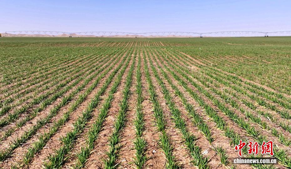 Deserto de Xinjiang se transforma em 'oásis verde' com agricultura eficiente