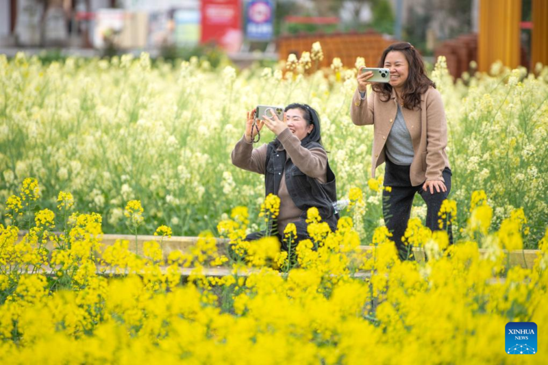 Galeria: campos de flores de colza florescem em Chongqing, sudoeste da China