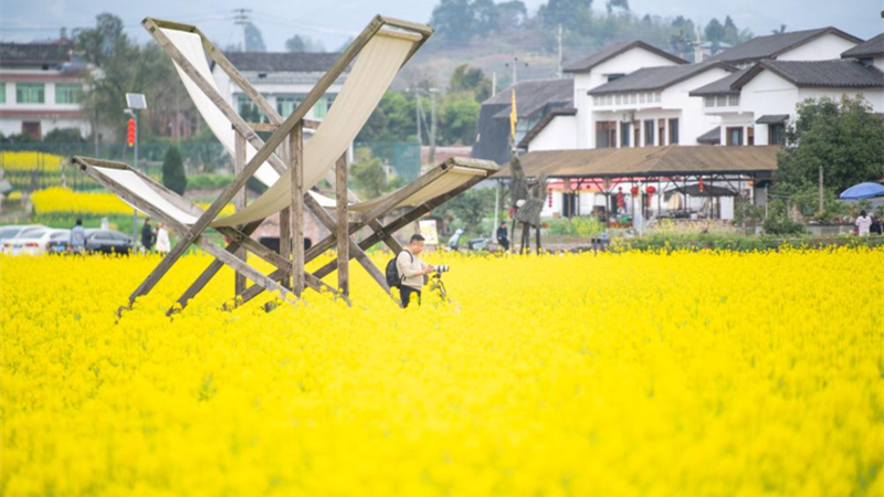 Campos de flores de colza florescem em Chongqing, sudoeste da China