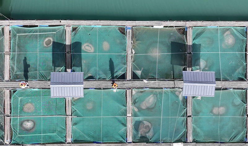 Base em Chongqing protege espécies raras do rio Yangtze