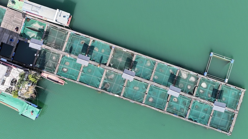 Base em Chongqing protege espécies raras do rio Yangtze