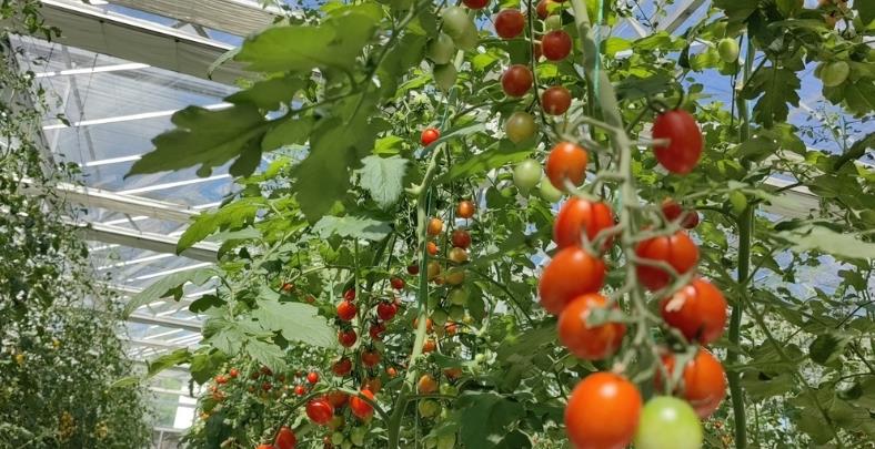 Produção anual de vegetais na China ultrapassa 800 milhões de toneladas, diz ministroA produção de vegetais na China ultrapassou 800 milhões de toneladas em 2025, enquanto a produção de frutas ultrapassou 360 milhões de toneladas.