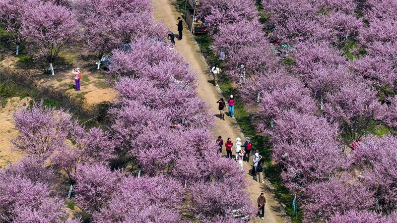 Campos floridos impulsionam turismo rural no leste da China