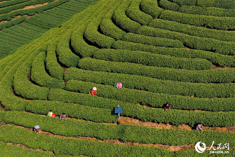 Agricultores se ocupam da colheita de chás antes do Festival Qingming em Jiangxi, leste da China