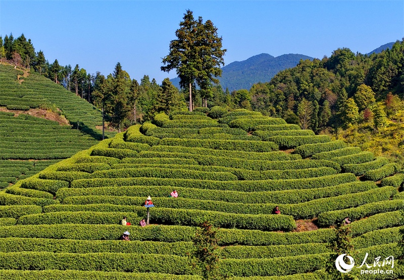 Agricultores se ocupam da colheita de chás antes do Festival Qingming em Jiangxi, leste da China