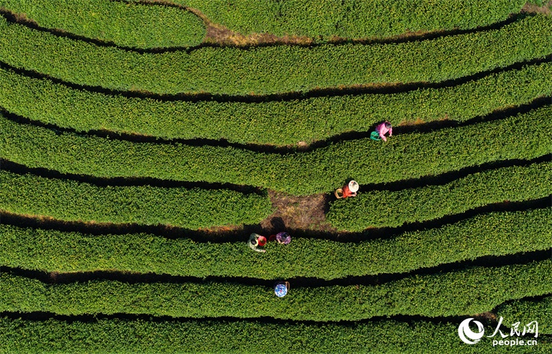 Agricultores se ocupam da colheita de chás antes do Festival Qingming em Jiangxi, leste da China