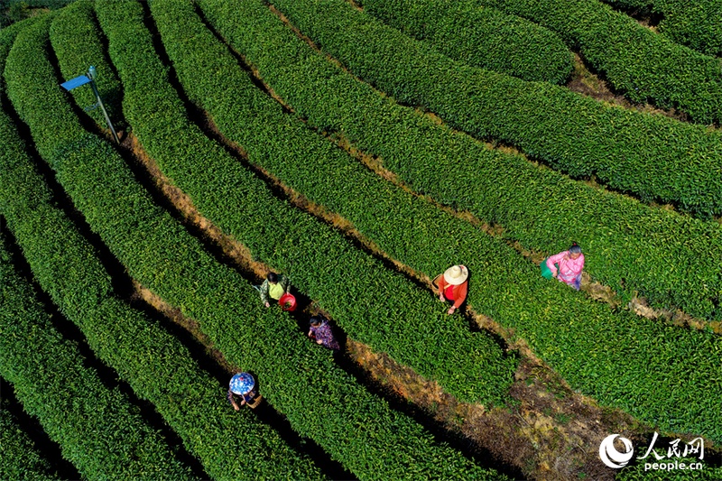 Agricultores se ocupam da colheita de chás antes do Festival Qingming em Jiangxi, leste da China