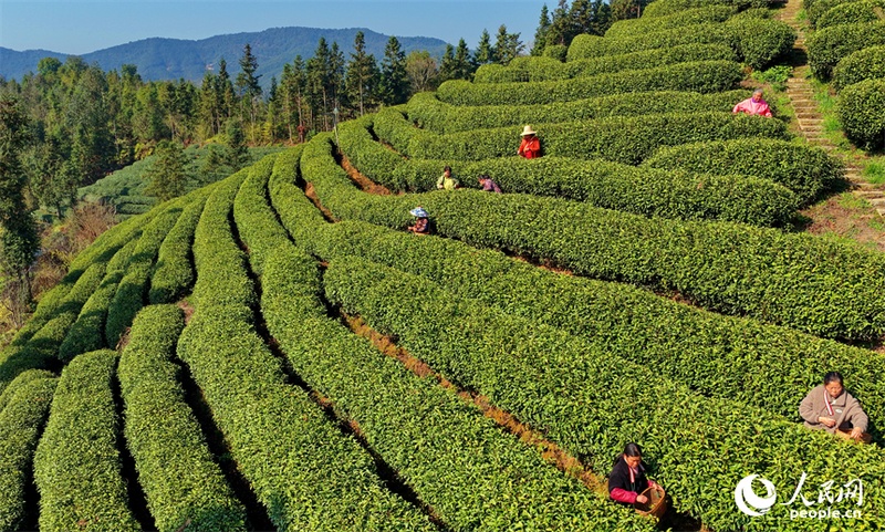 Agricultores se ocupam da colheita de chás antes do Festival Qingming em Jiangxi, leste da China