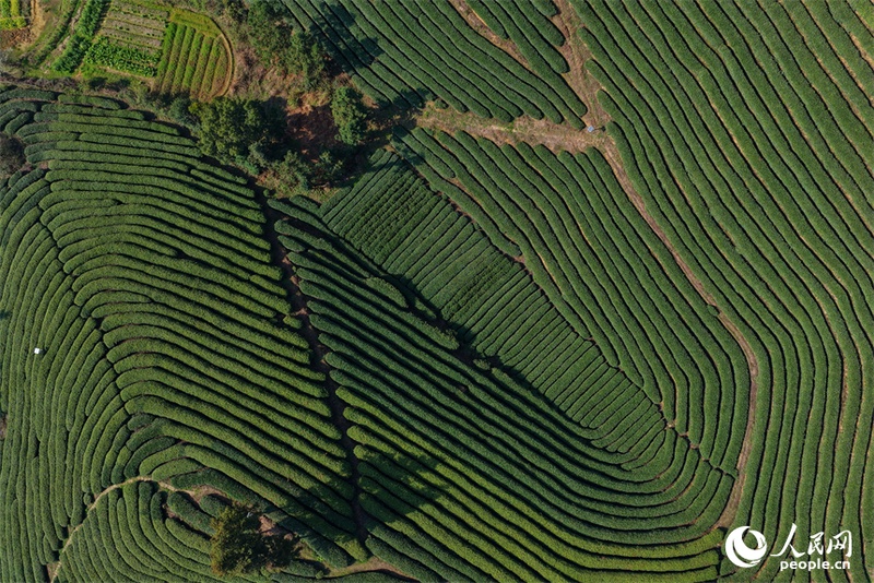 Agricultores se ocupam da colheita de chás antes do Festival Qingming em Jiangxi, leste da China