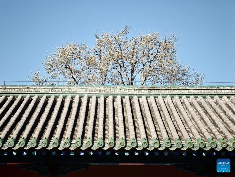 Galeria: primavera no Parque do Templo do Céu, em Beijing
