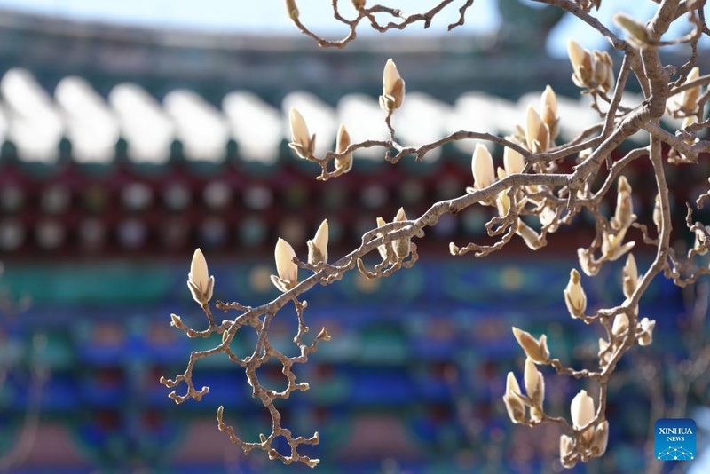 Galeria: primavera no Parque do Templo do Céu, em Beijing