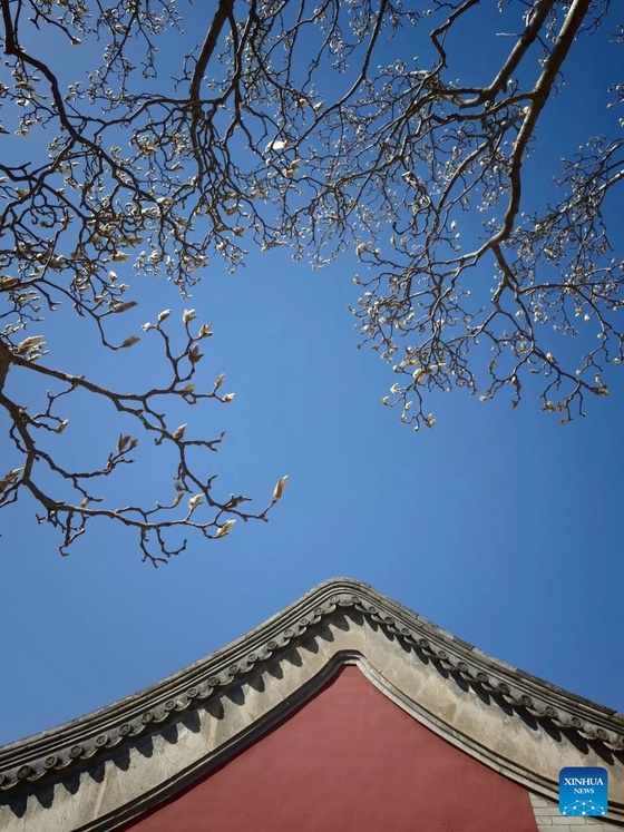 Galeria: primavera no Parque do Templo do Céu, em Beijing