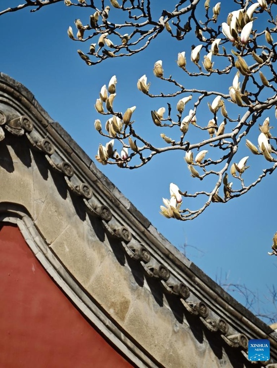 Galeria: primavera no Parque do Templo do Céu, em Beijing