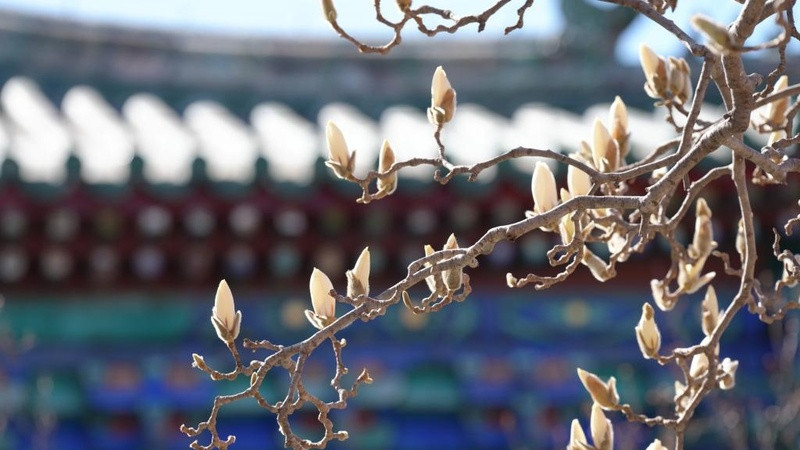 Primavera no Parque do Templo do Céu, em Beijing