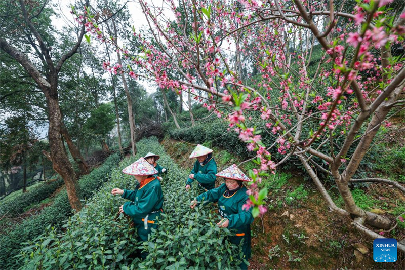 Agricultores colhem chá Longjing do Lago Oeste em Hangzhou, leste da China