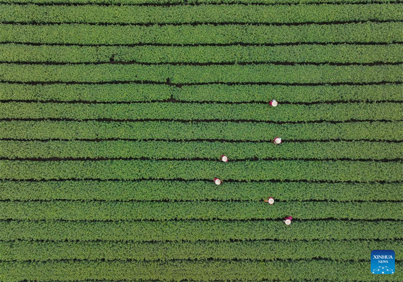 Agricultores colhem chá Longjing do Lago Oeste em Hangzhou, leste da China