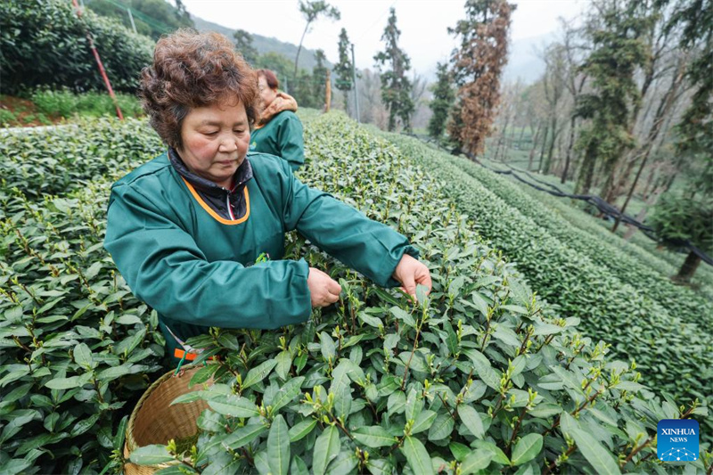 Agricultores colhem chá Longjing do Lago Oeste em Hangzhou, leste da China
