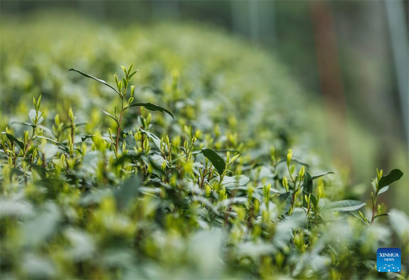 Agricultores colhem chá Longjing do Lago Oeste em Hangzhou, leste da China
