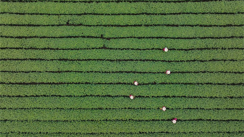 Agricultores colhem chá Longjing do Lago Oeste em Hangzhou, leste da China