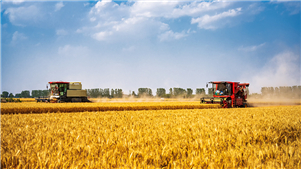 Da exportação de produtos à internacionalização de "sistemas": Máquinas agrícolas da China aceleram rumo aos campos férteis do mundoNa oficina de produção da Shandong Tavol Agricultural Machinery Co., Ltd., na Província de Shandong, os trabalhadores estão realizando, de maneira metódica, a montagem, o ajuste e a inspeção de tratores.